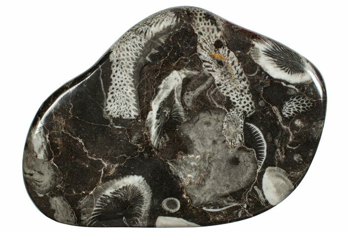 Polished Devonian Fossil Coral and Bryozoan Plate - Morocco #256590